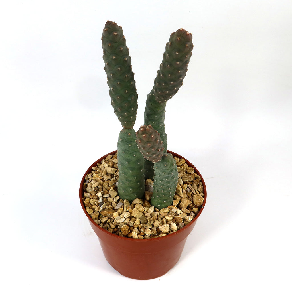 Triple Pinecone Cactus