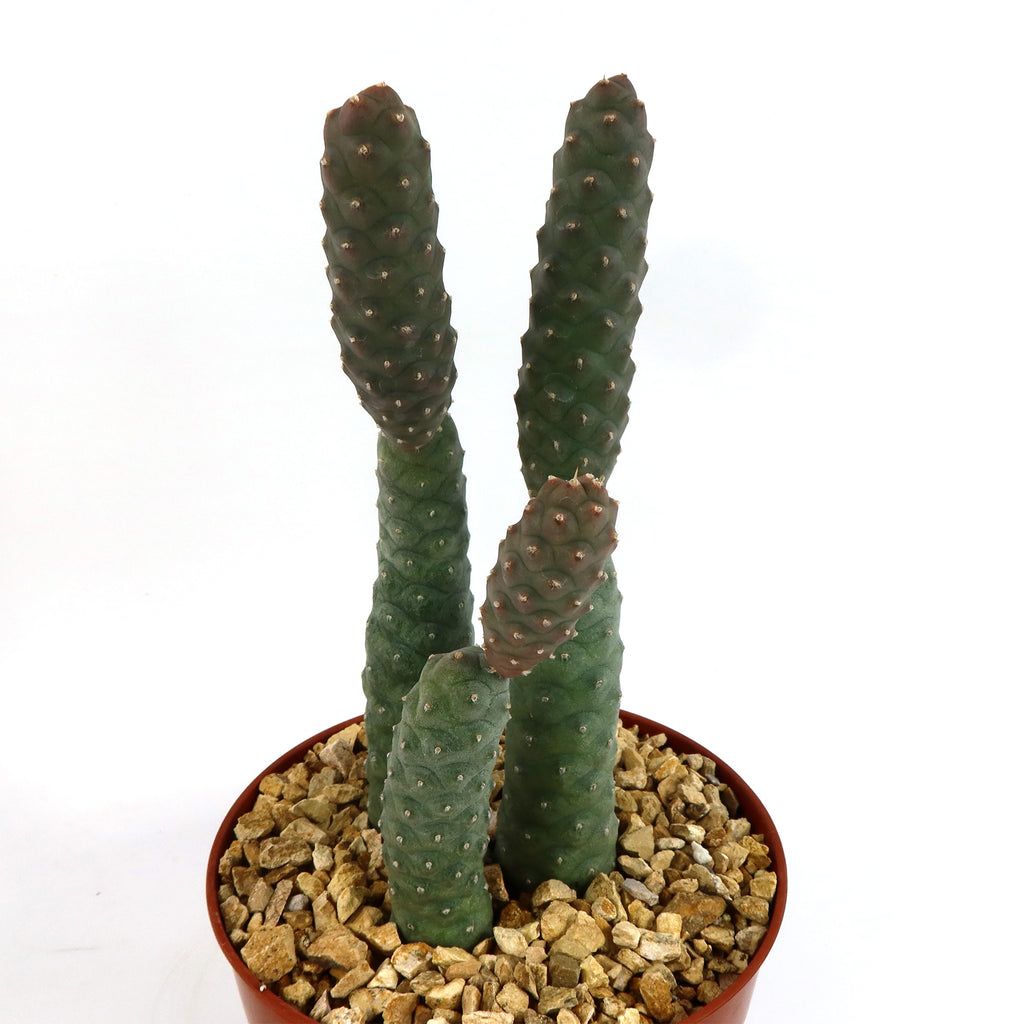 Triple Pinecone Cactus
