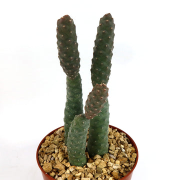 cone cactus Triple Pinecone Cactus