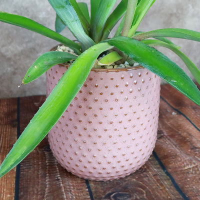 pink and white plant pot Pink Ceramic Pot 4" Pot