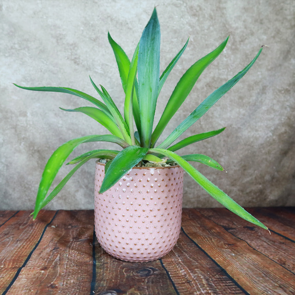 Pink Ceramic Pot