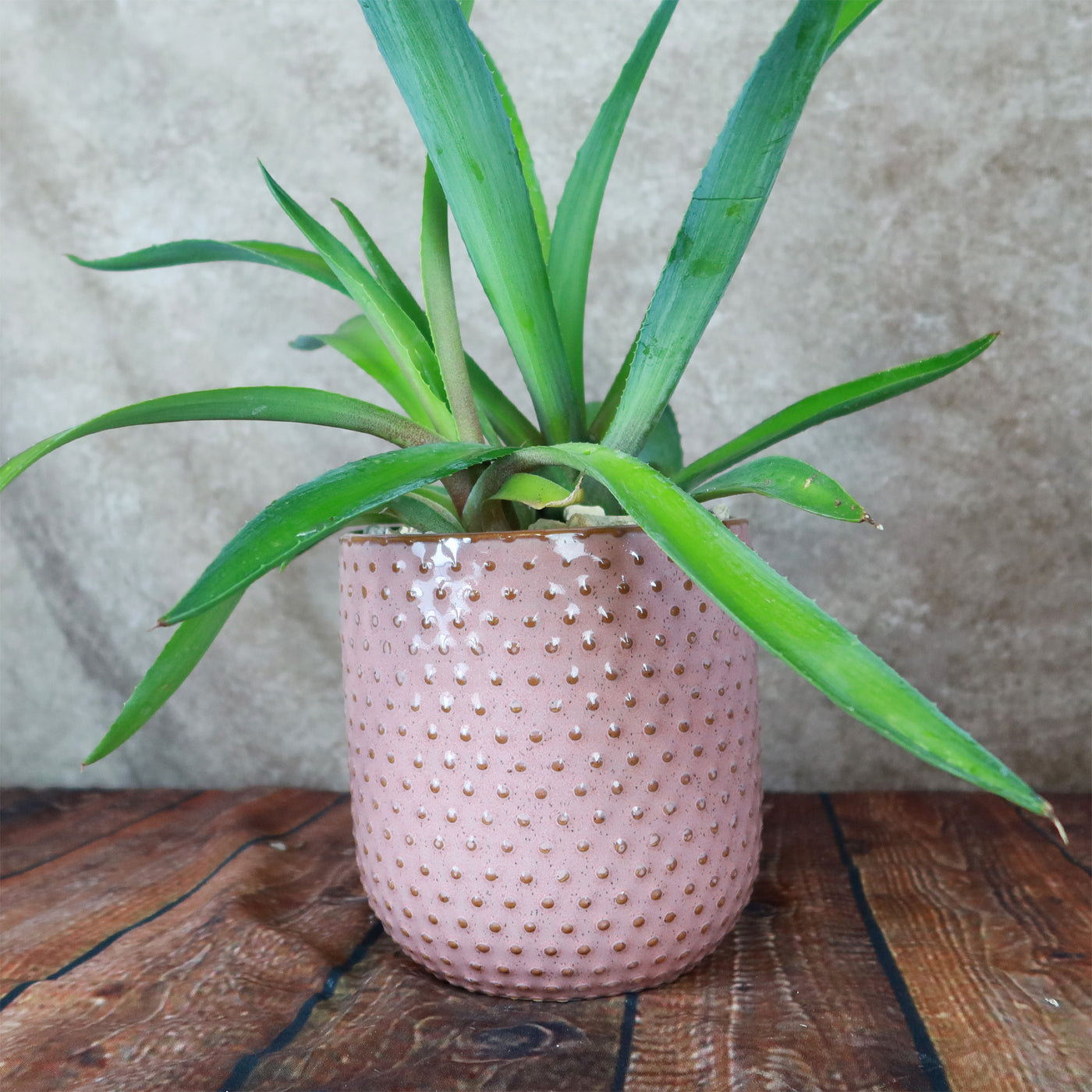 plant pot pink Pink Ceramic Pot – Planet Desert