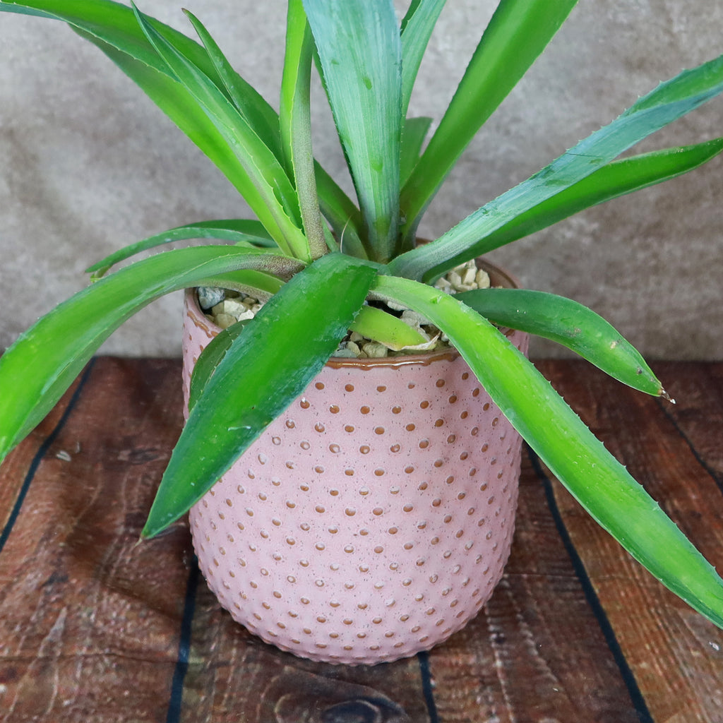Pink Ceramic Pot
