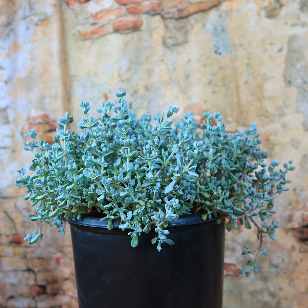 Pink Ice plant Succulent &