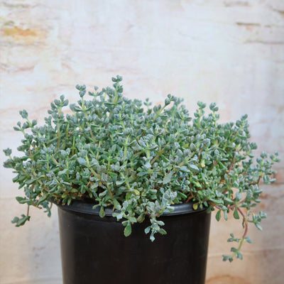 oscularia deltoides succulent Shop 'Pink Ice plant Succulent - Oscularia deltoides' Care and Growing Guide