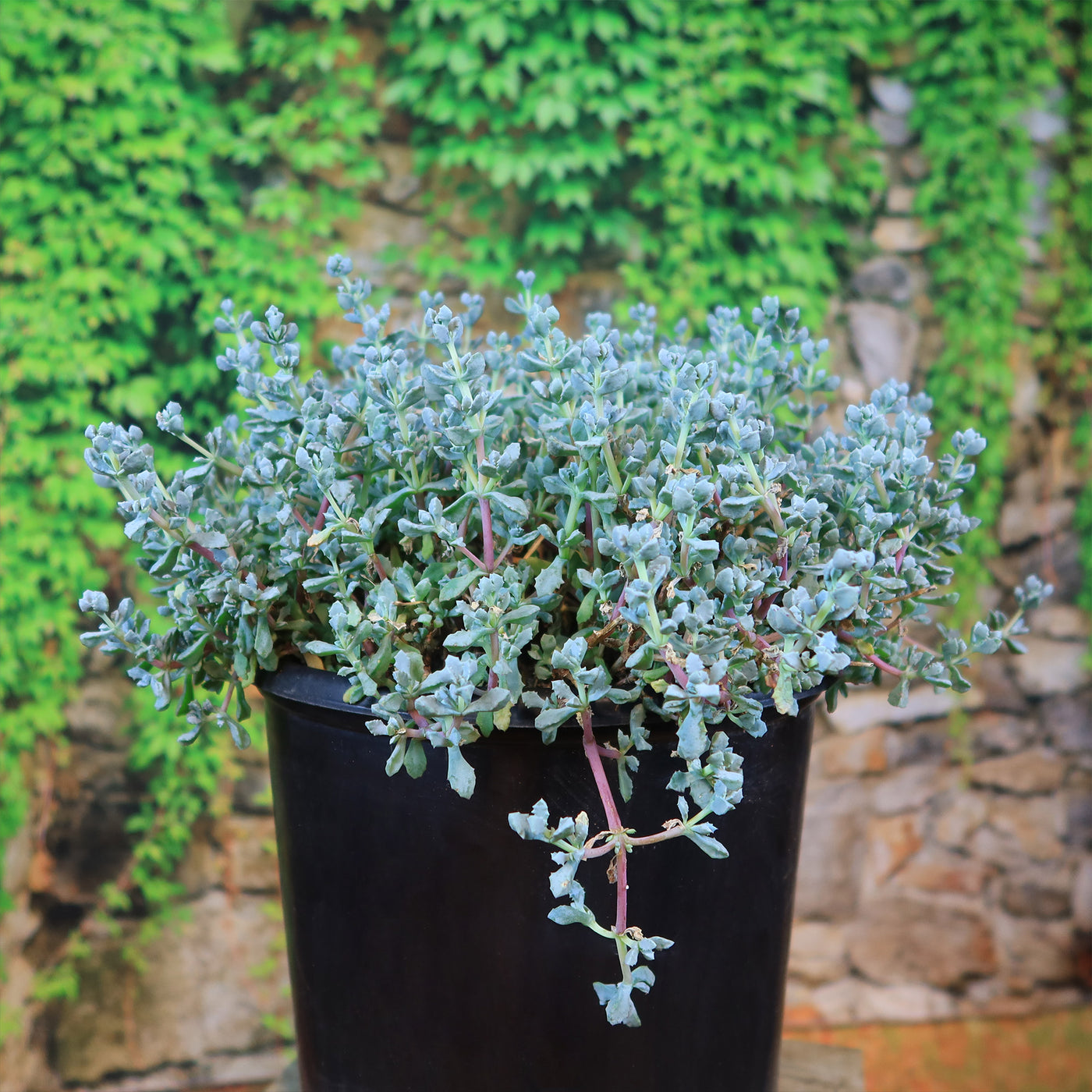 ice plant jade stone price Pink Ice plant Succulent 'Oscularia deltoides' 3 Gal