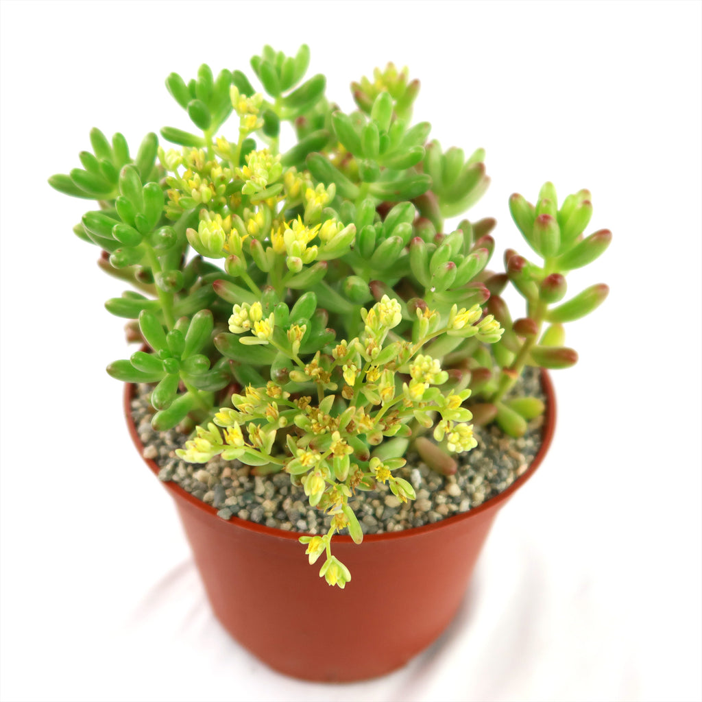 Pink Jellybean Succulent - Sedum rubrotinctum aurora