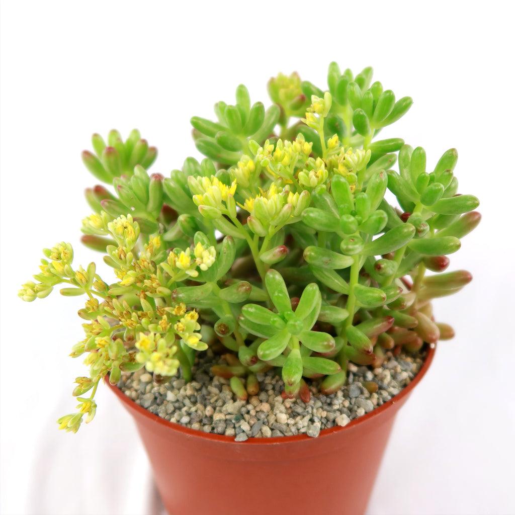Pink Jellybean Succulent - Sedum rubrotinctum aurora