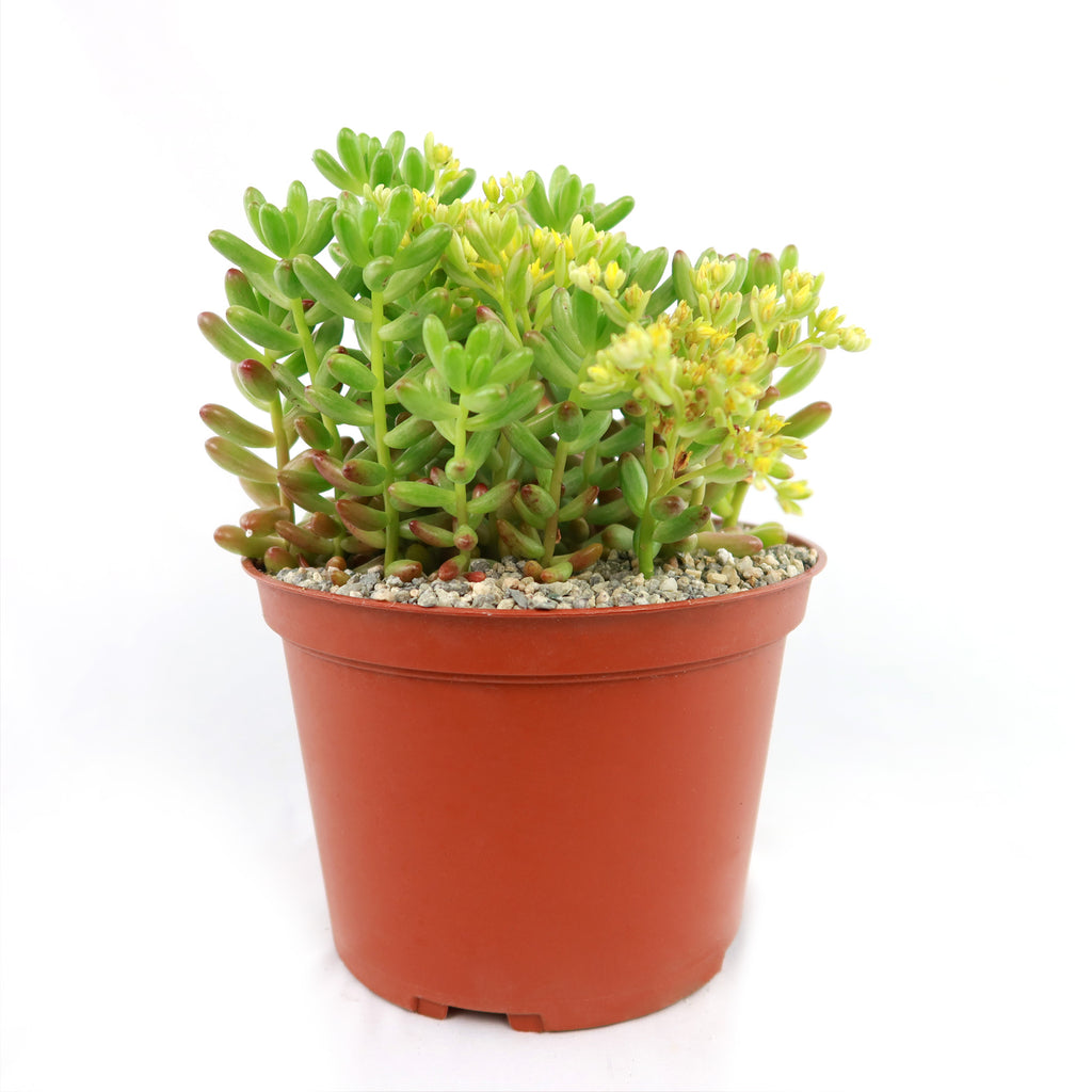 Pink Jellybean Succulent - Sedum rubrotinctum aurora