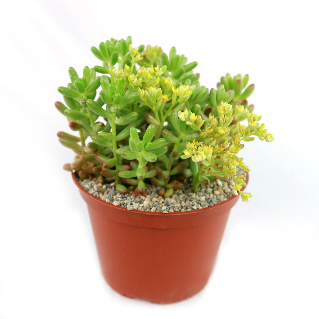 Pink Jellybean Succulent - Sedum rubrotinctum aurora