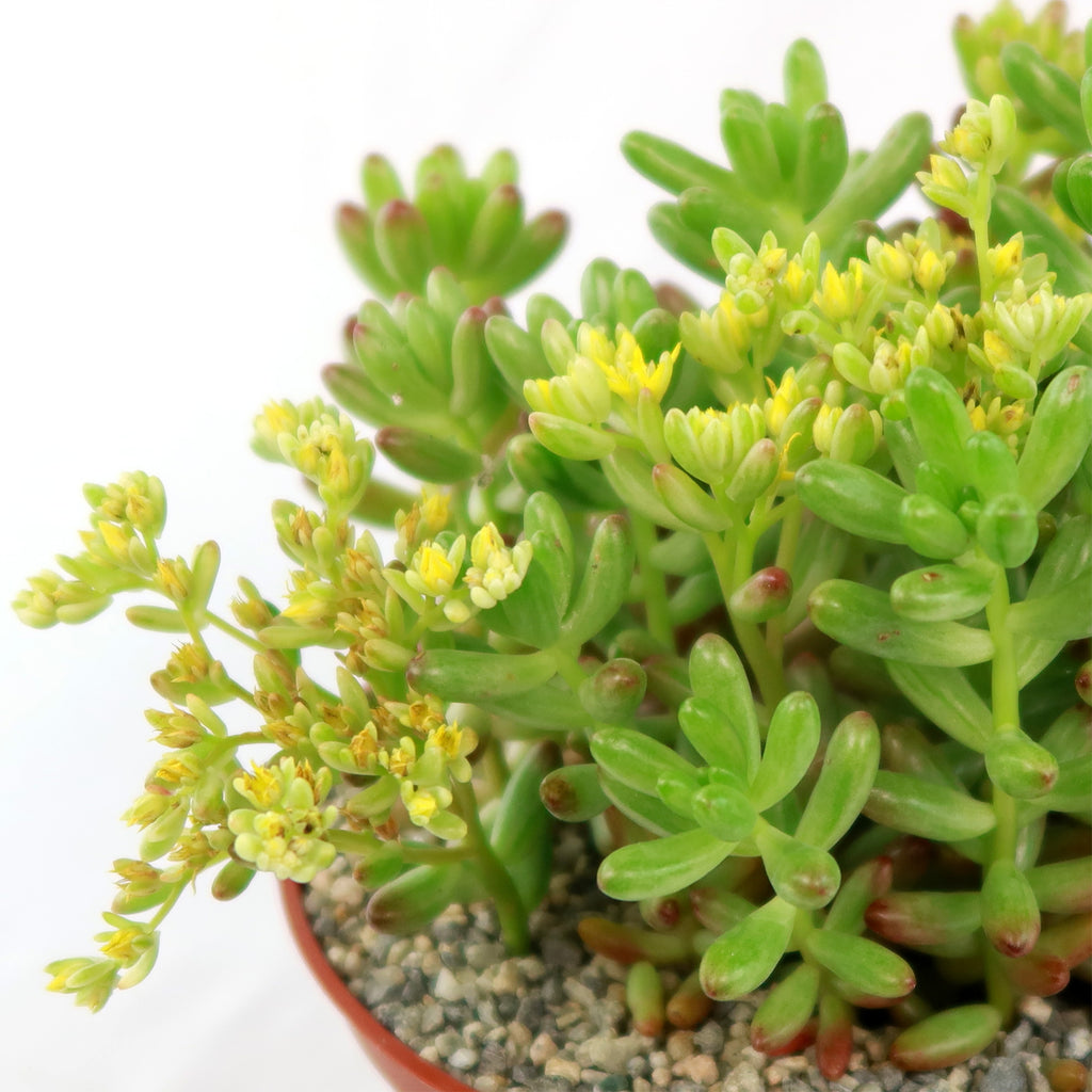 Pink Jellybean Succulent - Sedum rubrotinctum aurora
