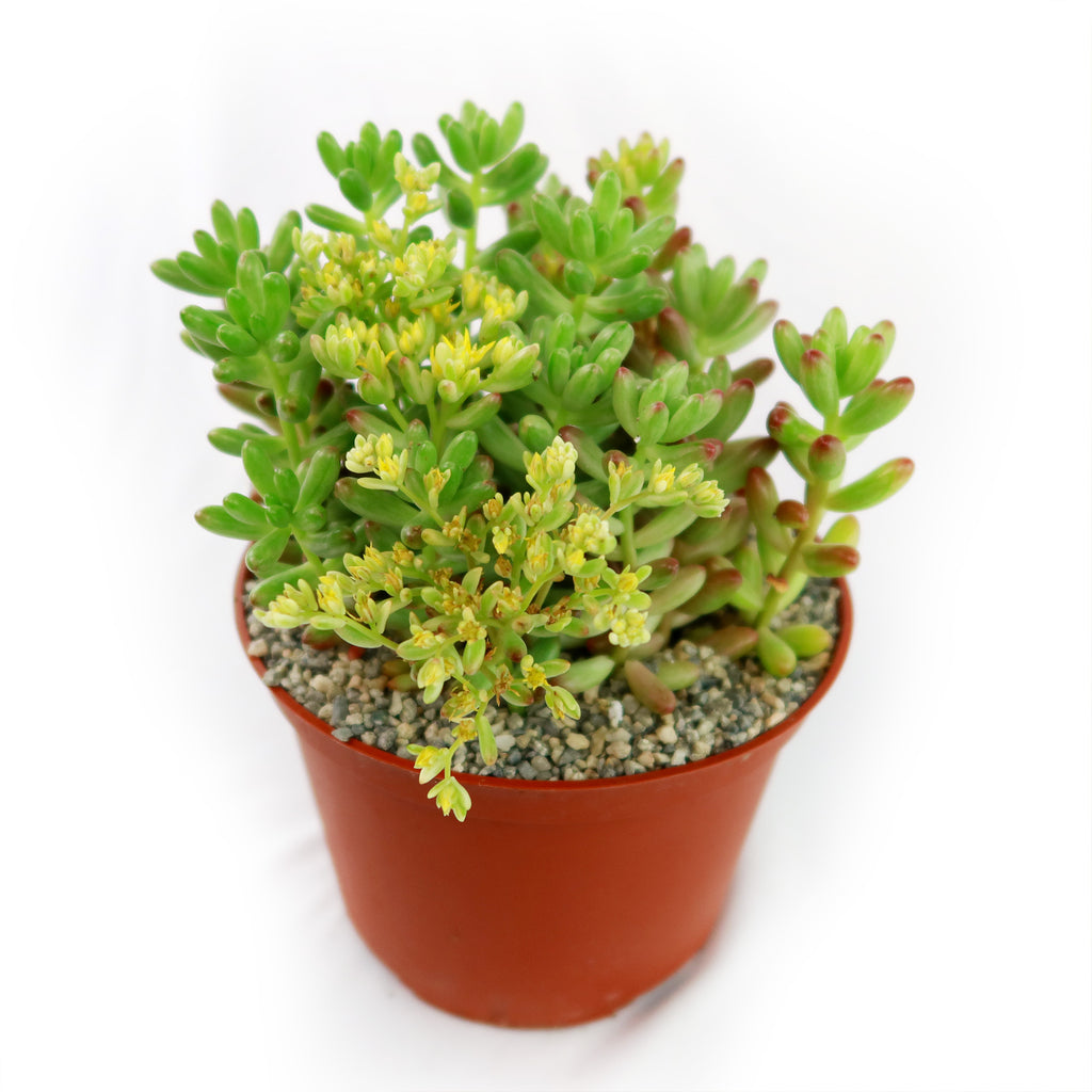 Pink Jellybean Succulent - Sedum rubrotinctum aurora