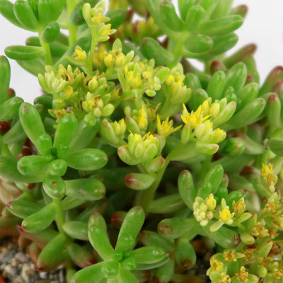 green bean succulent Pink Jelly bean Succulent