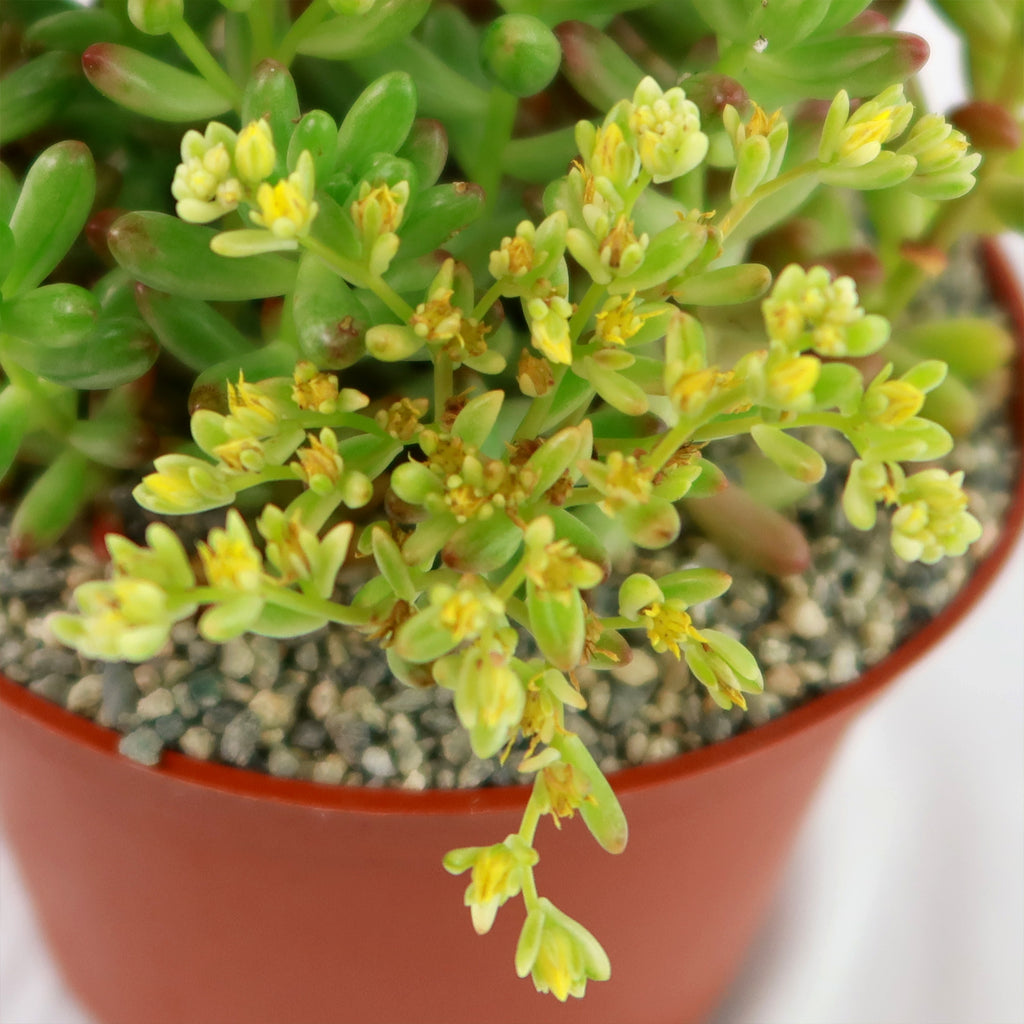 Pink Jellybean Succulent - Sedum rubrotinctum aurora