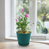 Pink Ladies Plant ‘Oenothera speciosa’