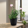 Pink Ladies Plant ‘Oenothera speciosa’