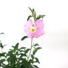 Pink Ladies Plant ‘Oenothera speciosa’