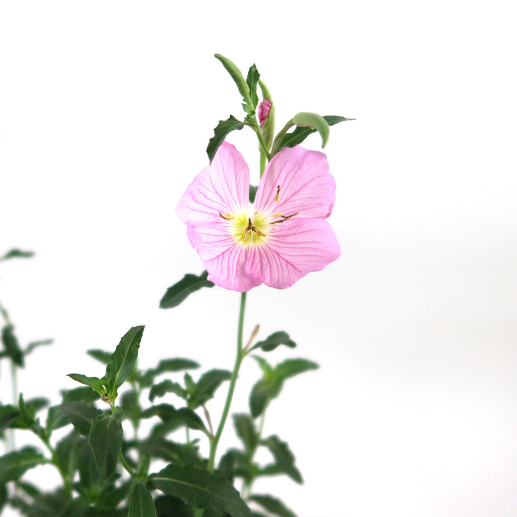 Pink Ladies Plant ‘Oenothera speciosa’