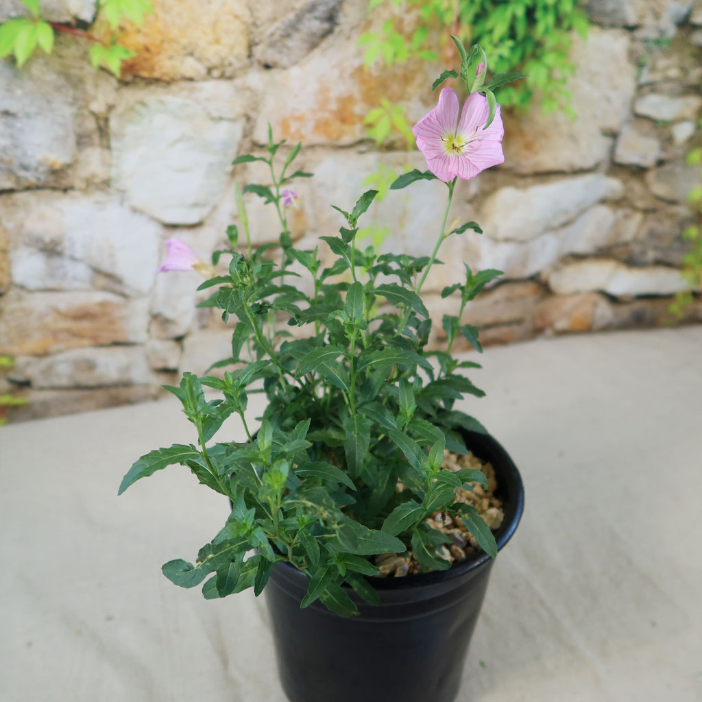 Pink Ladies Plant ‘Oenothera speciosa’