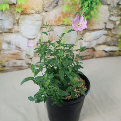 Pink Ladies Plant ‘Oenothera speciosa’