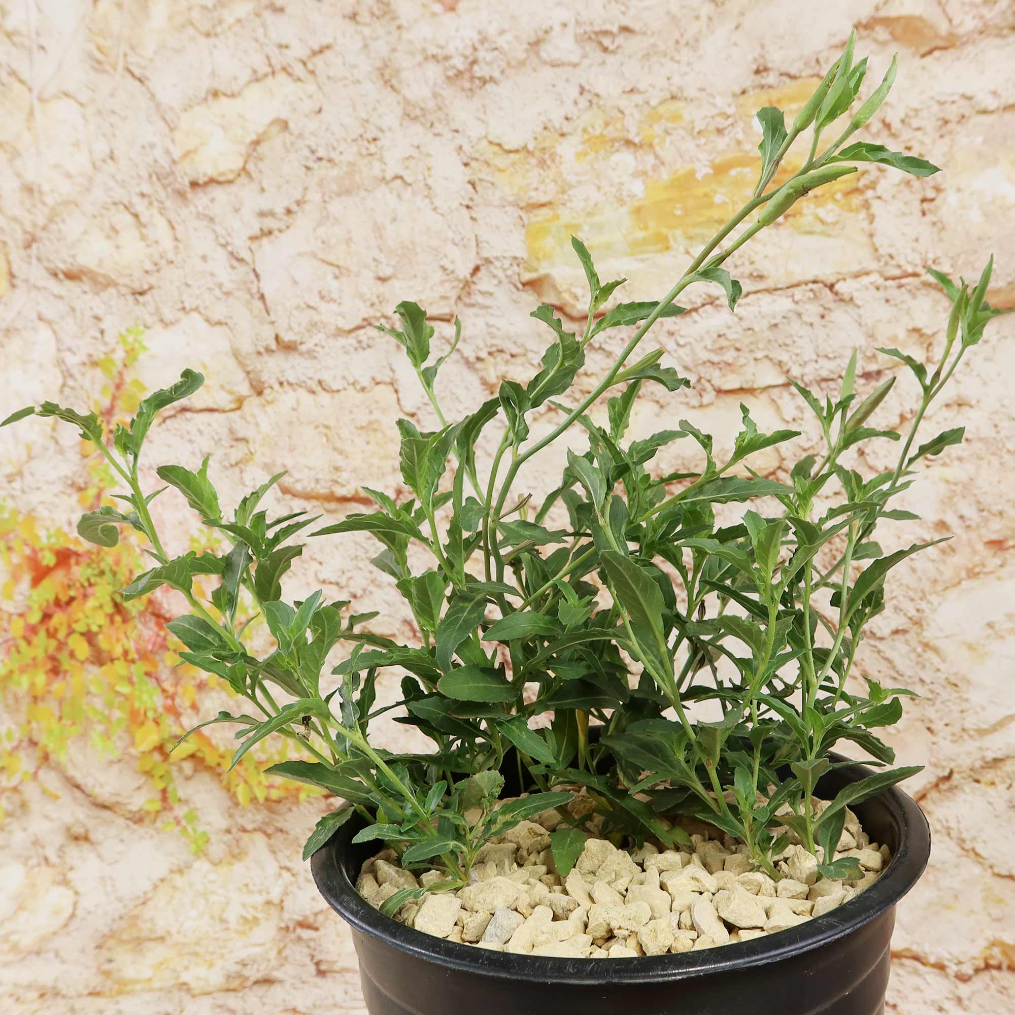 Oenothera speciosa Pink Ladies plant in a black pot with light pebbles, set against a textured beige stone wall with subtle plants.