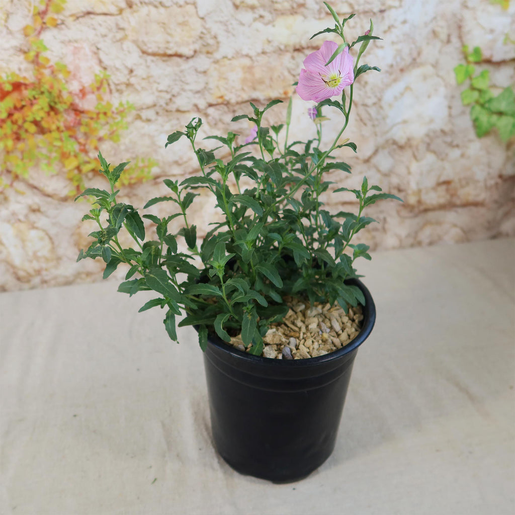 Pink Ladies Plant ‘Oenothera speciosa’