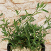 A Pink Ladies Plant (Oenothera speciosa) with narrow green leaves in a black pot with pebbles, placed before a beige stone wall.