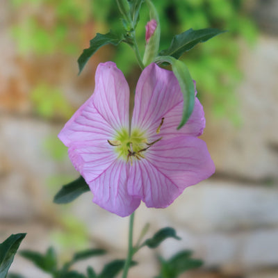 Pink Ladies Plant ‘Oenothera speciosa’