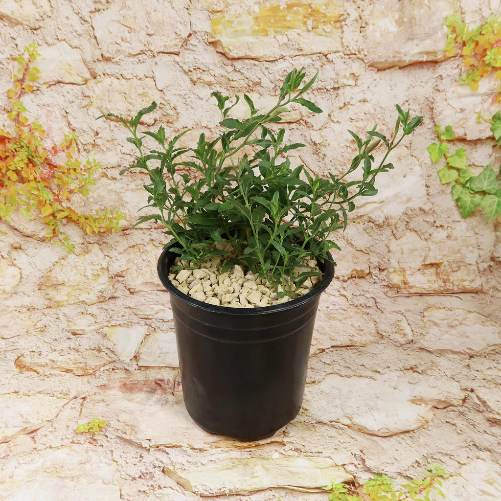Pink Ladies Plant (Oenothera speciosa) with slender green leaves in a black plastic pot, set before a textured beige stone wall.