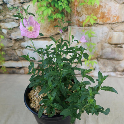 Pink Ladies Plant ‘Oenothera speciosa’