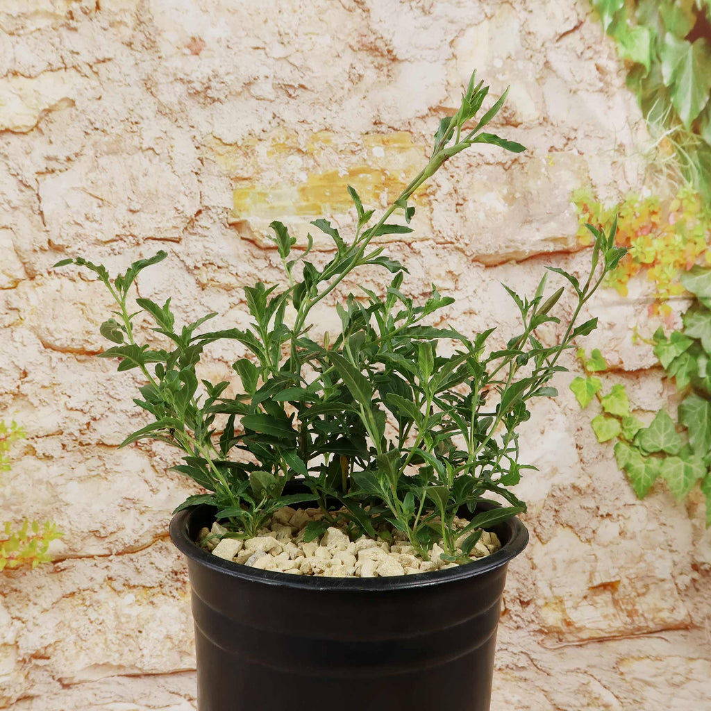 Pink Ladies Plant (Oenothera speciosa) with green leaves and slender stems in a black pot, set before a beige brick wall with ivy.