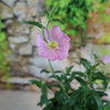 Pink Ladies Plant ‘Oenothera speciosa’