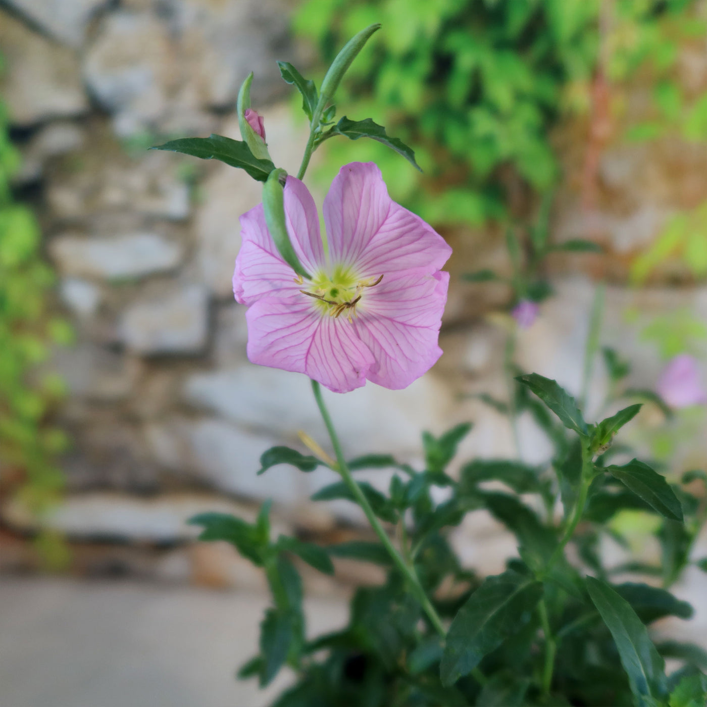 Pink Ladies Plant ‘Oenothera speciosa’