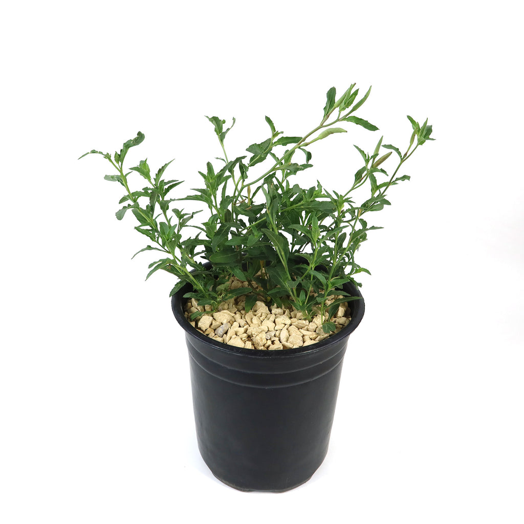 Pink Ladies Plant (Oenothera speciosa) with green leaves in a black pot with light stones, set against a plain white background.