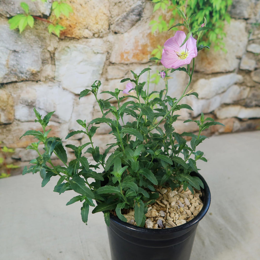 Pink Ladies Plant ‘Oenothera speciosa’