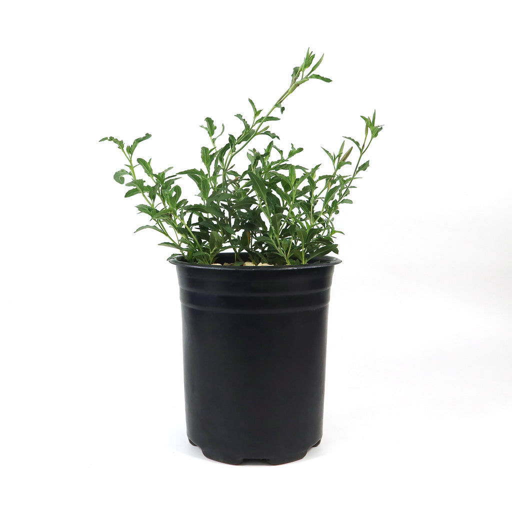 Pink Ladies Plant (Oenothera speciosa) with narrow green leaves in a small black plastic pot, shown on a plain white background.