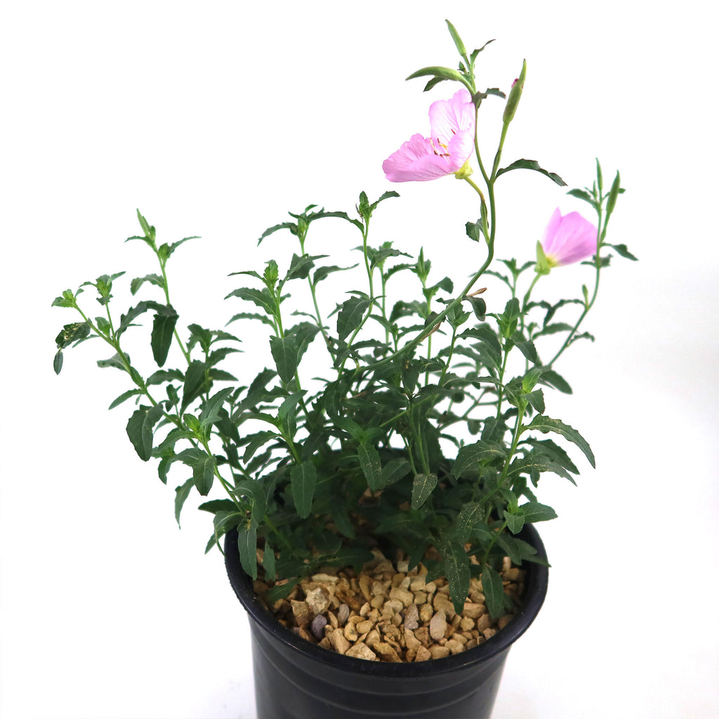 Pink Ladies Plant ‘Oenothera speciosa’
