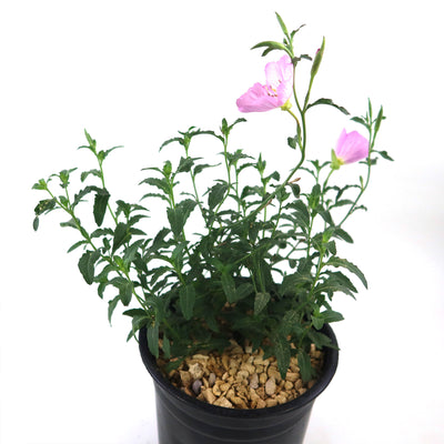 Pink Ladies Plant ‘Oenothera speciosa’