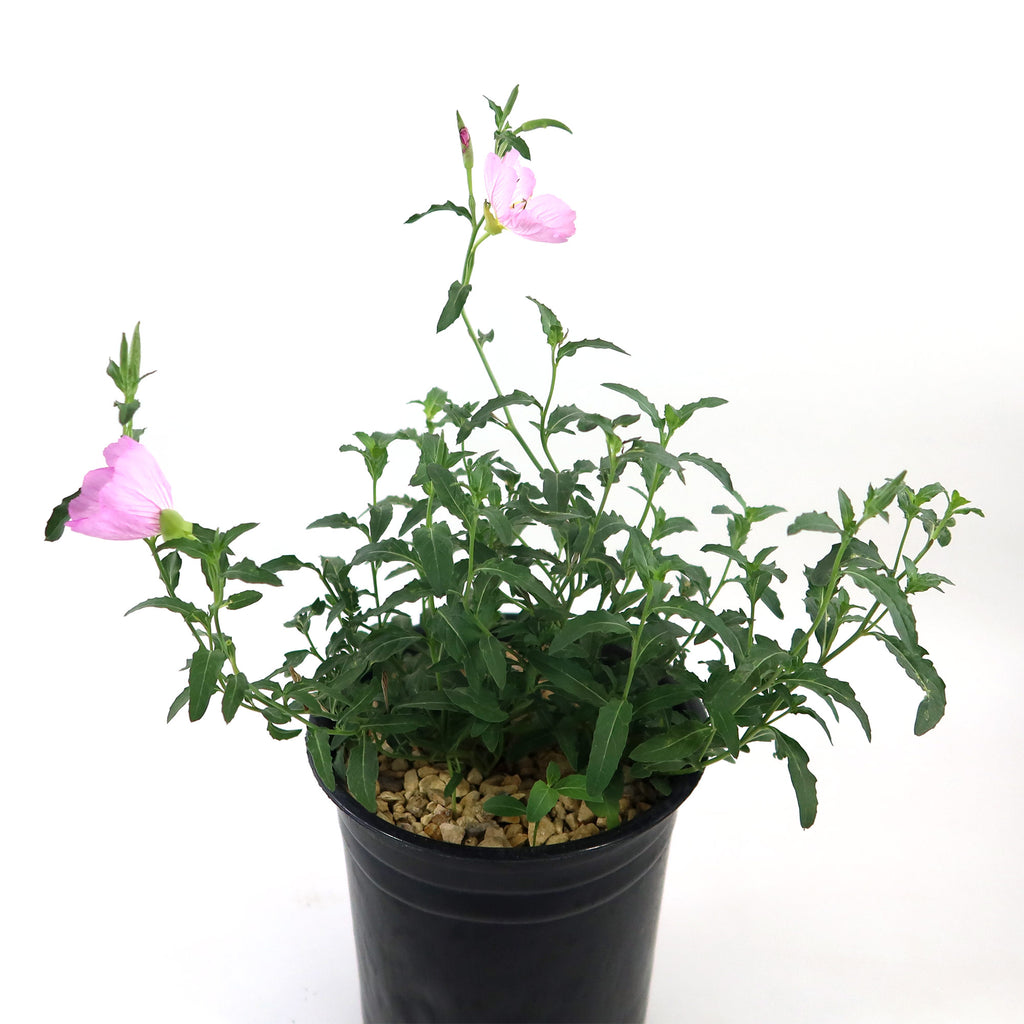 Pink Ladies Plant ‘Oenothera speciosa’