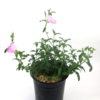 Pink Ladies Plant ‘Oenothera speciosa’