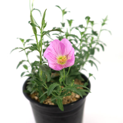Pink Ladies Plant ‘Oenothera speciosa’