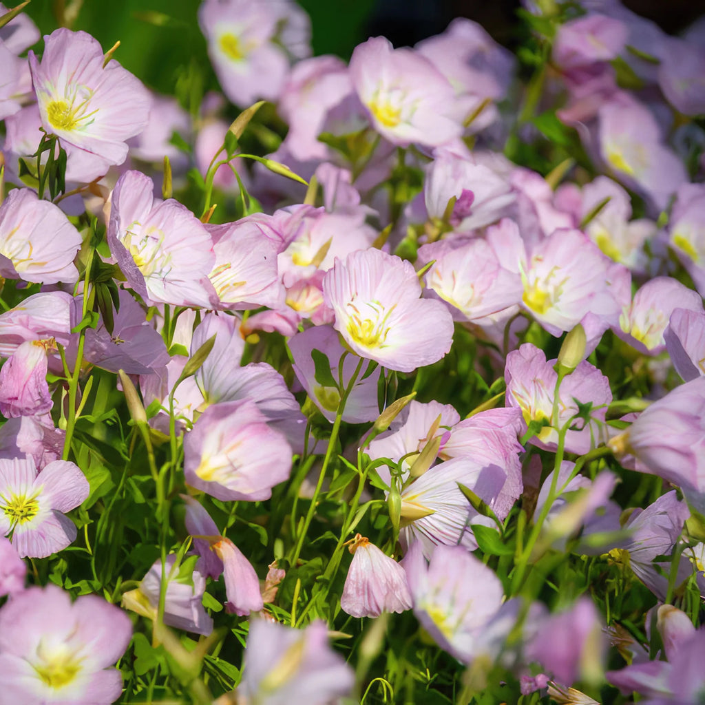 Pink Ladies Plant ‘Oenothera speciosa’