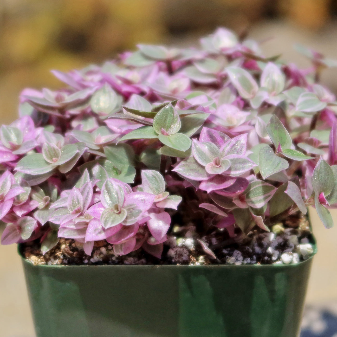 Pink Lady - Turtle Vine 'Callisia repens variegated'