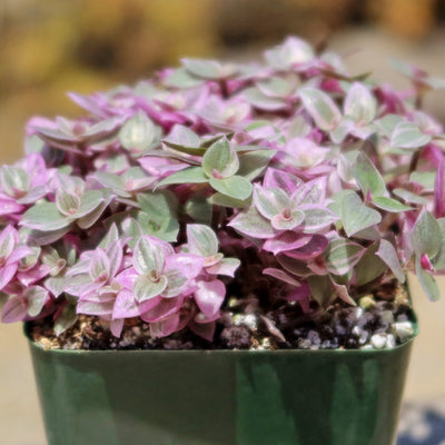 Pink Lady - Turtle Vine 'Callisia repens variegated'