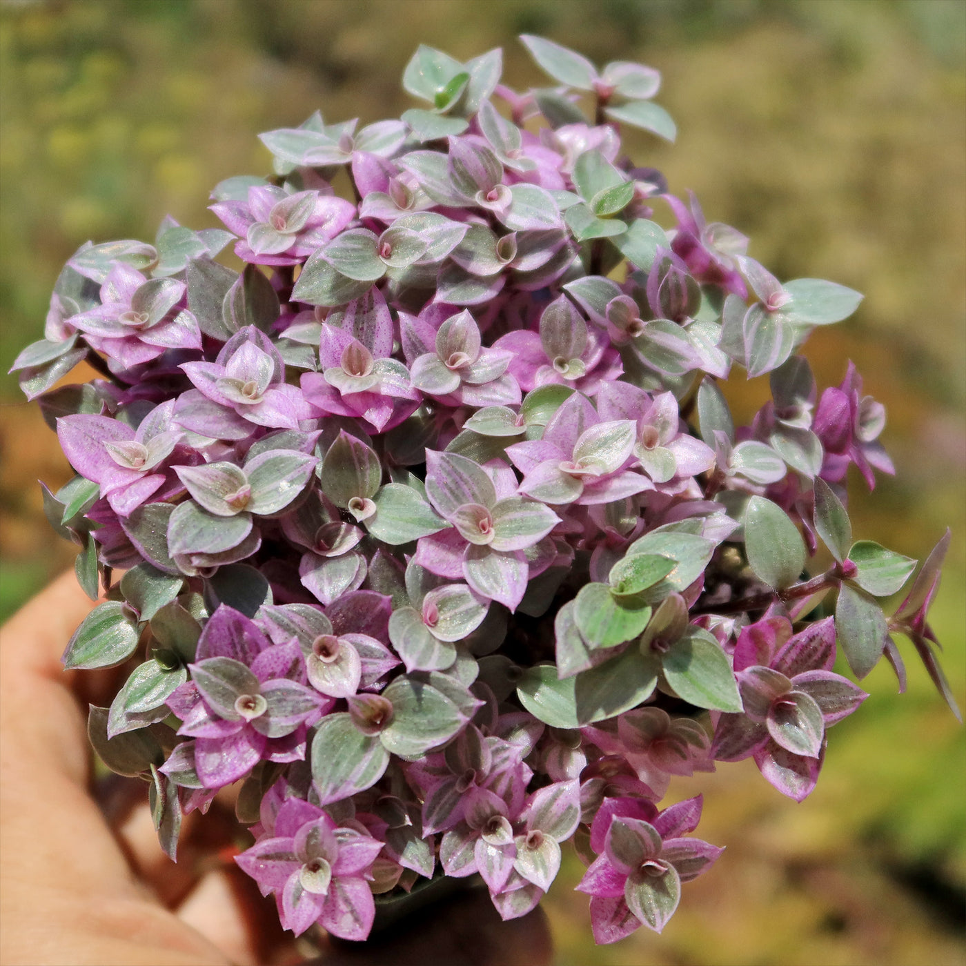 pink lady hanging plant Pink Lady 'Callisia repens variegated'