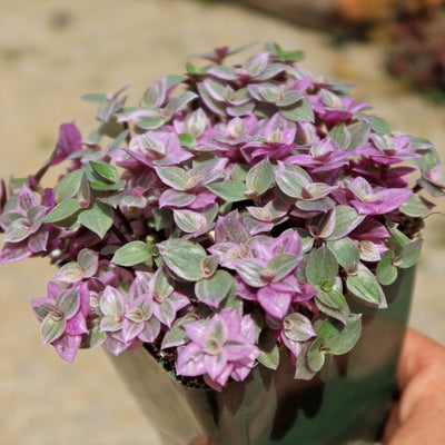 Pink Lady - Turtle Vine 'Callisia repens variegated'