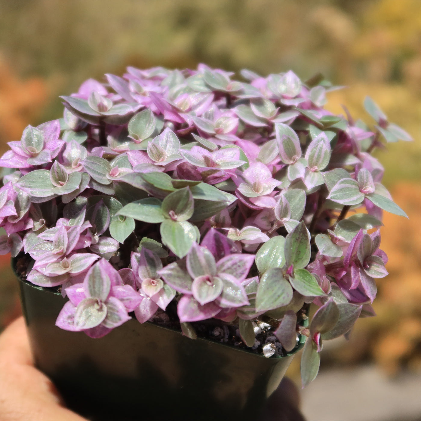 Pink Lady - Turtle Vine 'Callisia repens variegated'