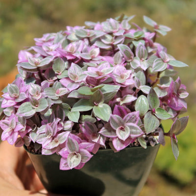 Pink Lady - Turtle Vine 'Callisia repens variegated'