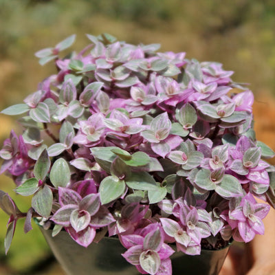 Pink Lady - Turtle Vine 'Callisia repens variegated'