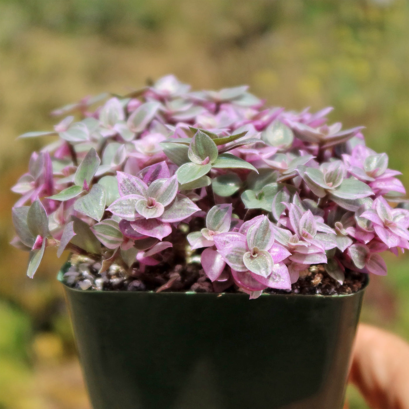 variegated succulent pink flower Pink Lady 'Callisia repens variegated'